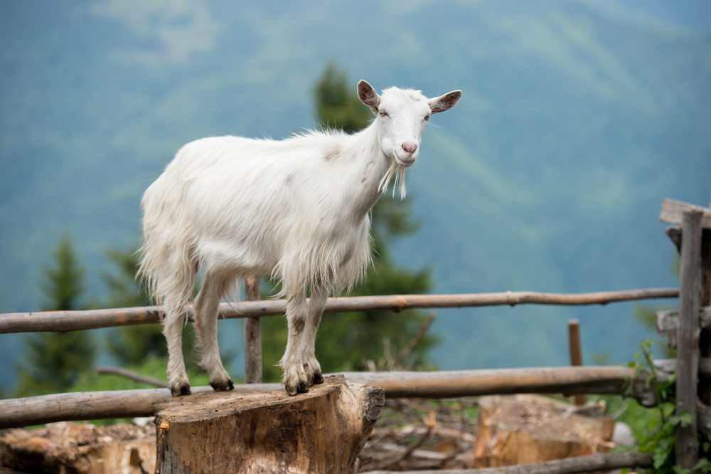 Goat on a pasture in Carpathians(Gorb Andrii)S