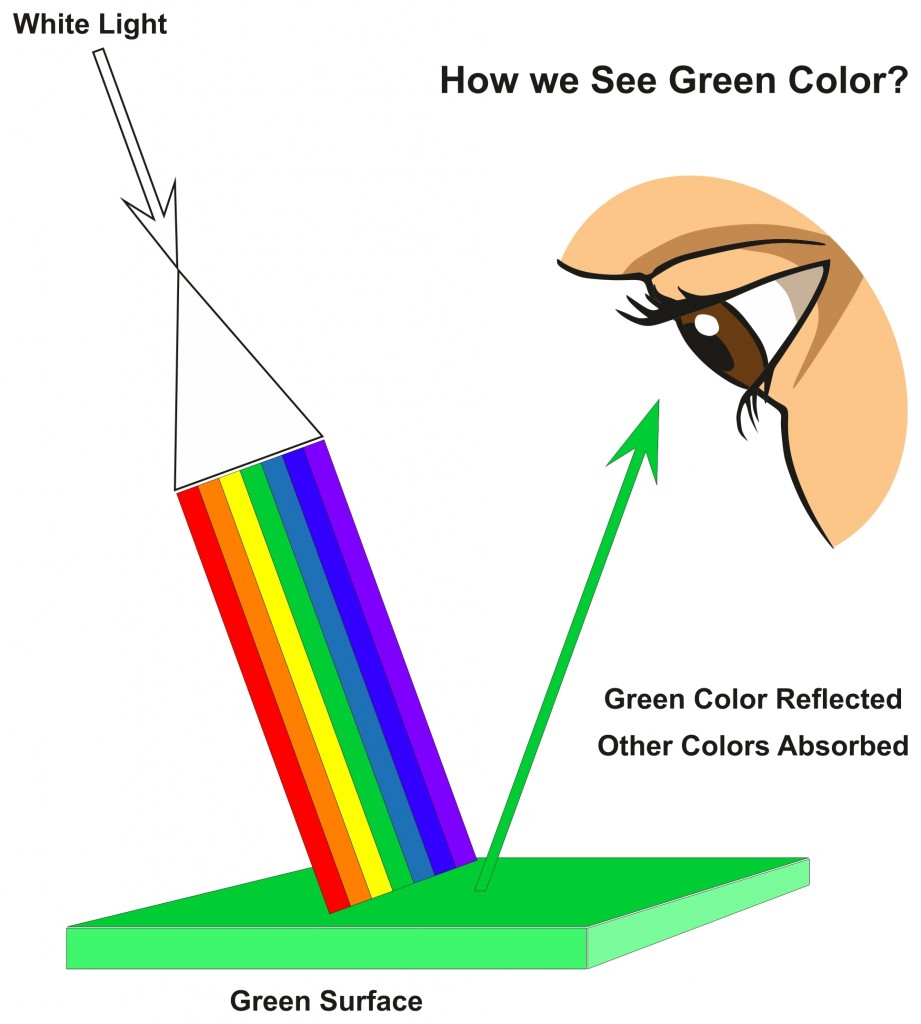 How we See Green Color infographic diagram(udaix)s