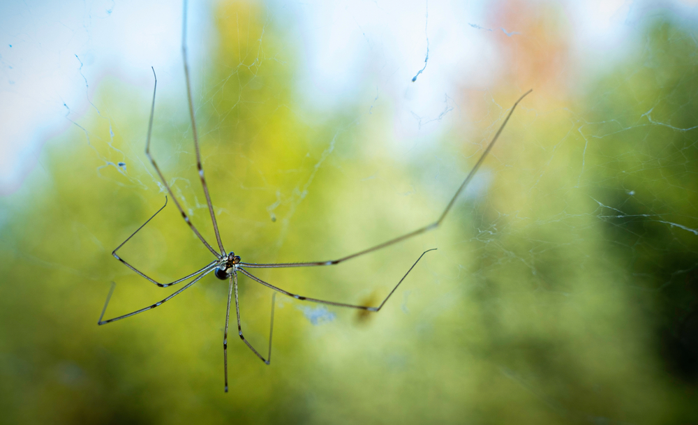 Macro photo of daddy long legs spider(AlexCsabo)s