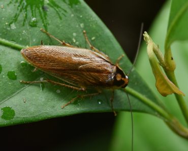 Pale margined Forest Cockroach(jaiman taip)s