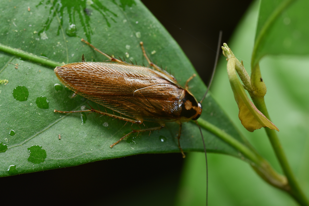 Pale margined Forest Cockroach(jaiman taip)s
