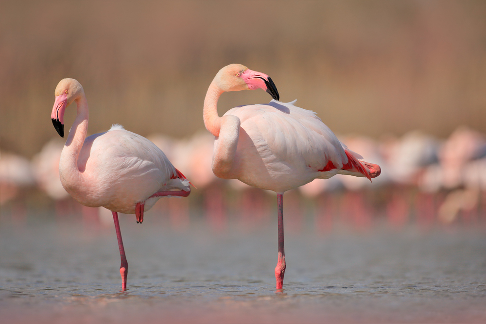 Pink big birds Greater Flamingos(Ondrej Prosicky)s
