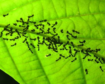 The black ant walking on the green leaves are communicating with each other using tentacles touch and release chemicals (Pheromone) out(Yutthapong Rassamee)s