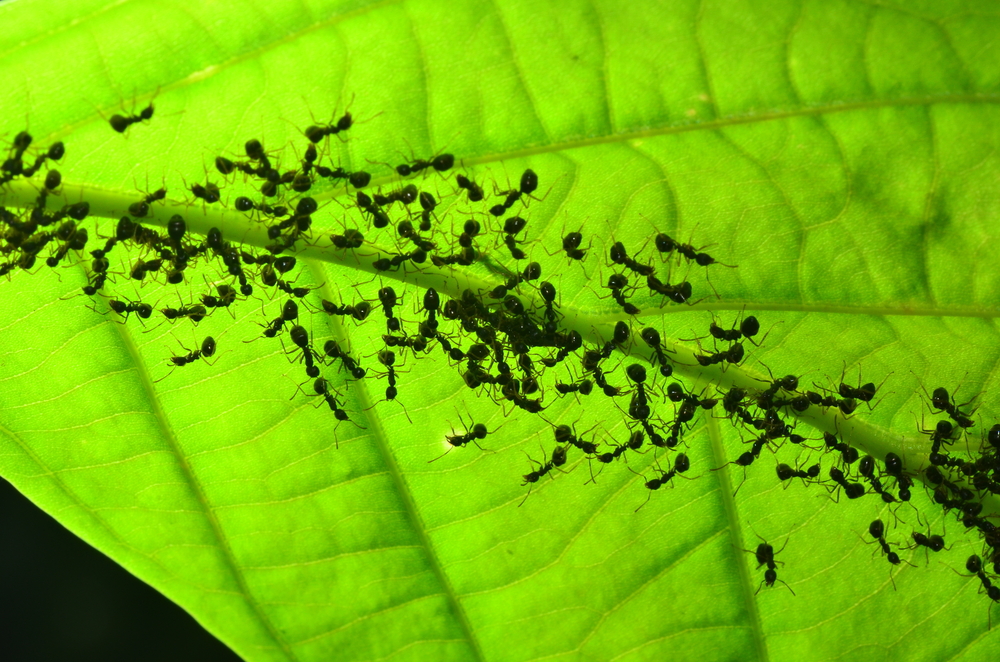 The black ant walking on the green leaves are communicating with each other using tentacles touch and release chemicals (Pheromone) out(Yutthapong Rassamee)s