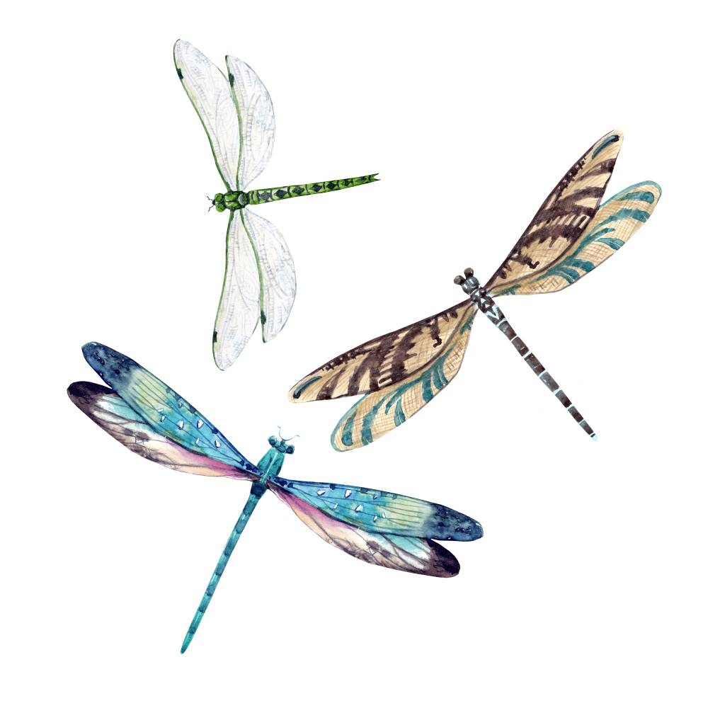 Watercolor set of dragonfly(Anastasia Lembrik)S