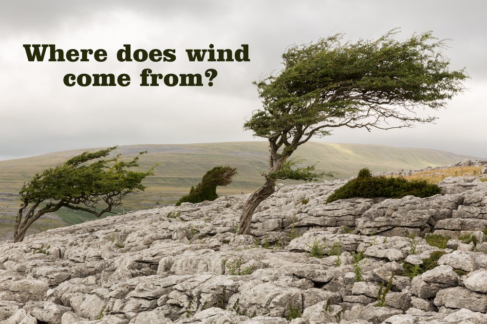 Wind blown tree, Twistleton Scar in the Yorkshire Dales(PhilMacDPhoto)s