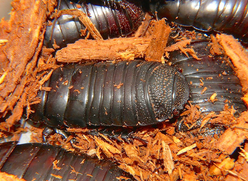 Wood eating cockroach Panesthia tryoni
