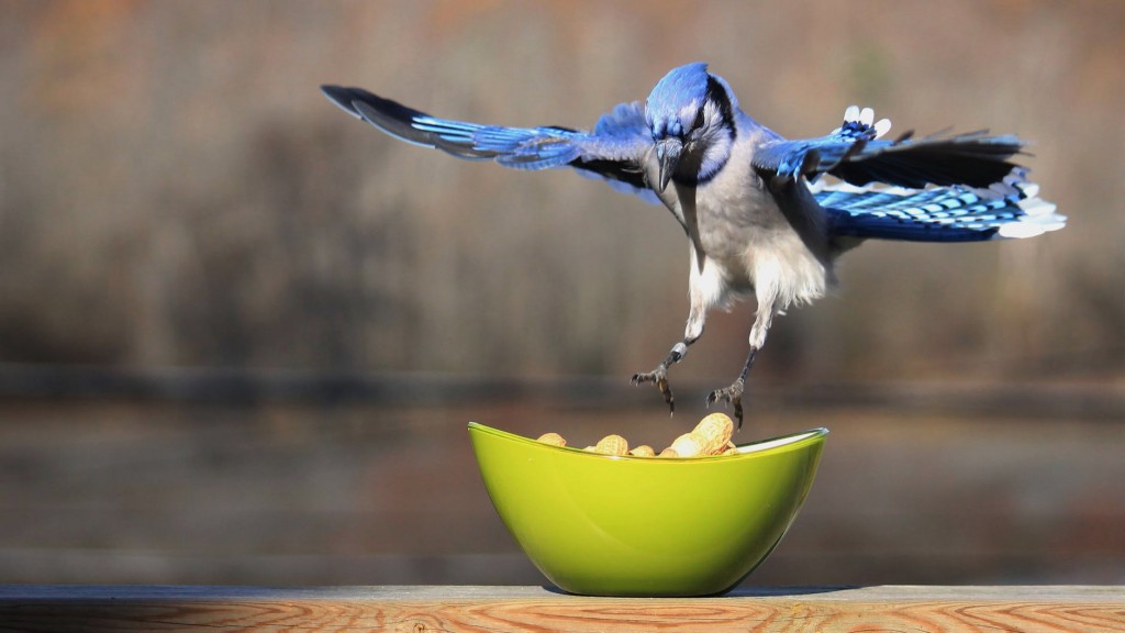 Blue Jay in quest of food