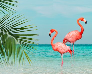 flamingos standing in clear blue sea with sunny sky with cloud and green coconut tree leaves in foreground(iarecottonstudio)S