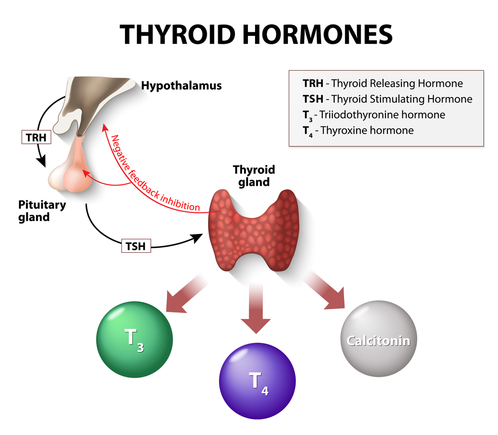 thyroid hormones. Human endocrine system(Designua)s