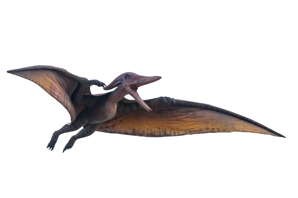 Big model of prehistoric flying dinosaur Pteranodon(Krilerg saragorn)S