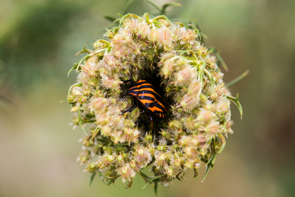 Bug hiding in the bloom(Erik Jurman)s