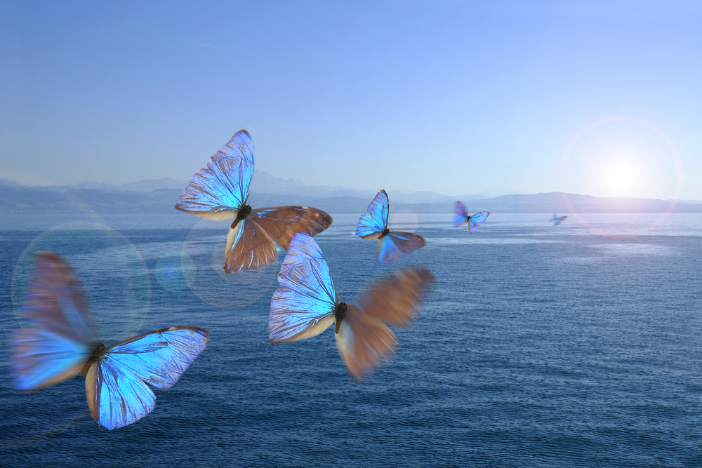 Butterflies in the swarm over a lake(Bildagentur Zoonar GmbH)s