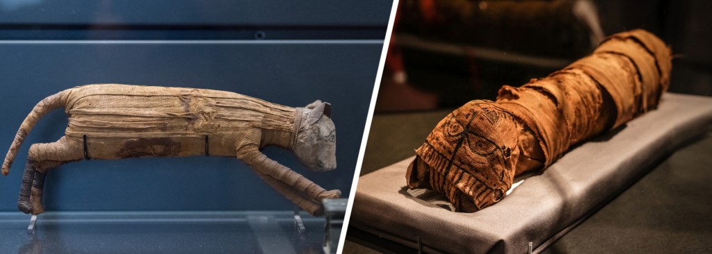 Mummified ancient Egyptian cats