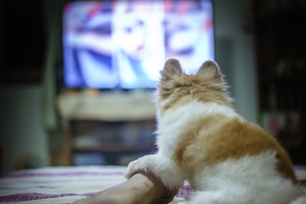 Pomeranian dog watching Horror TV series so fear and touch the someone on the leg(sommart sombutwanitkul)s