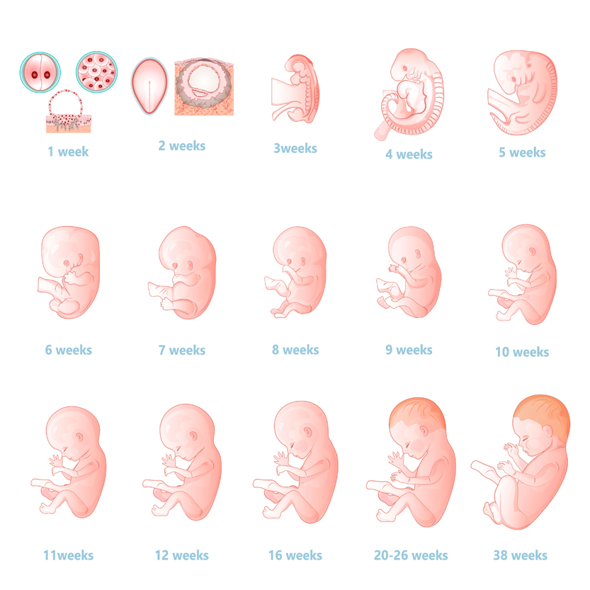 The development of the embryo.Prenatal development of the baby in a week(Julia Dolovanuk)s