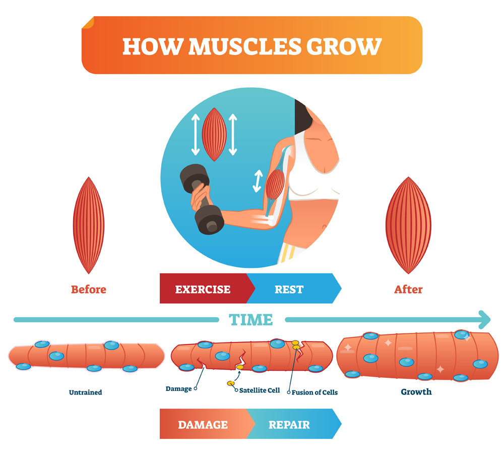 Vector illustration about how muscles grow(VectorMine)s