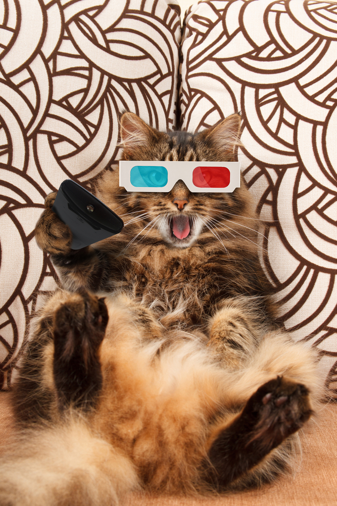 Funny cat with a remote control to TV(FotoYakov)S