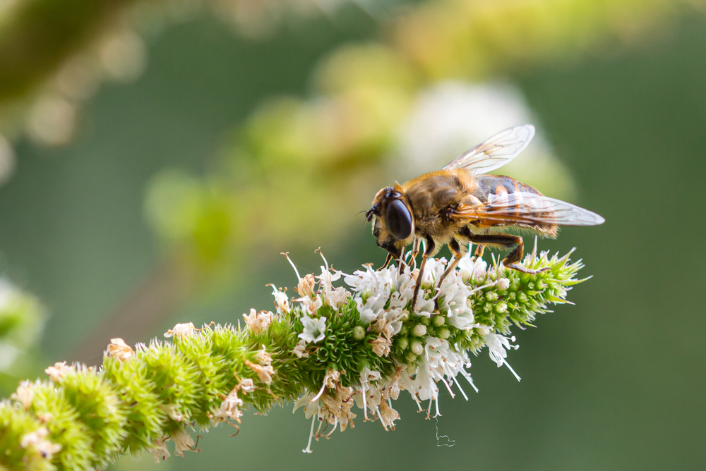 Macro of a honey bee (apis mellifera) on a mint (menta piperita) blossom with blurred bokeh background(cherryyblossom)S