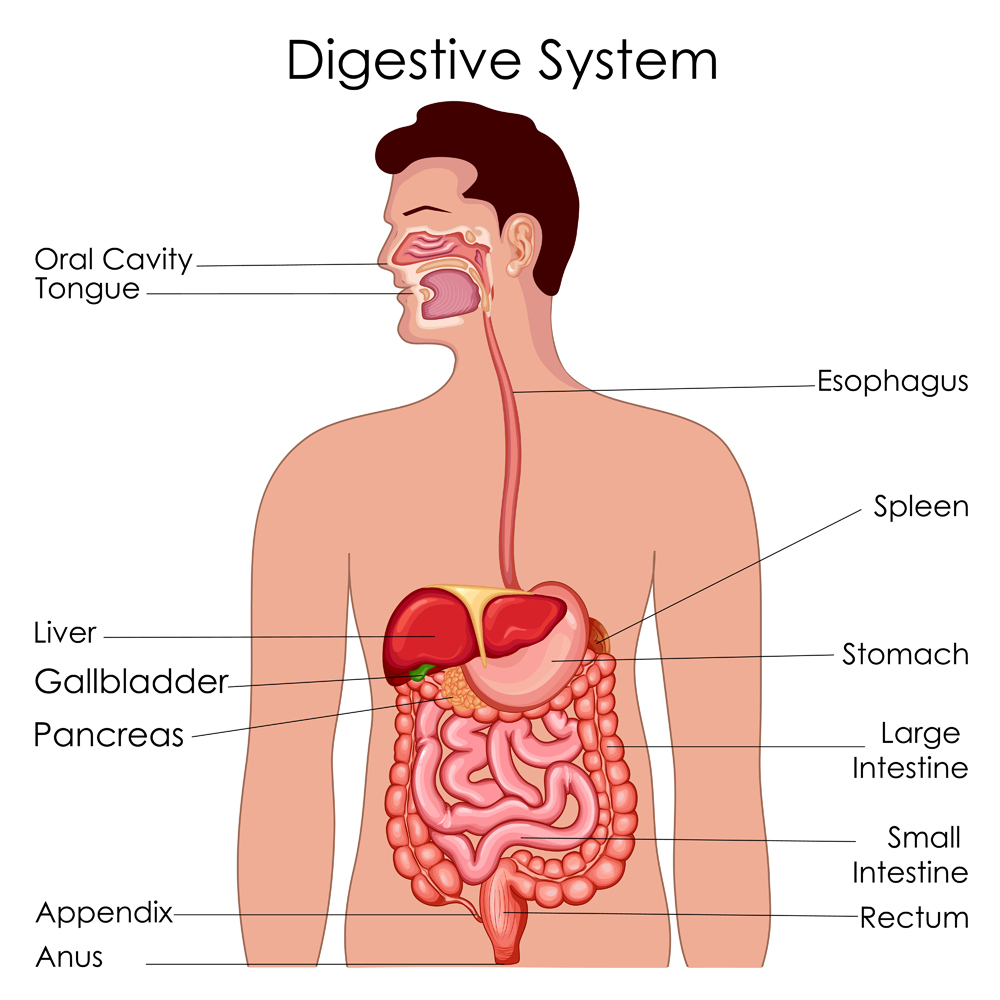 Medical Education Chart of Biology for Digestive System Diagram(Vecton)s