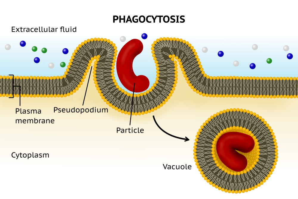 Phagocytosis. Cell eating(J. Marini)s