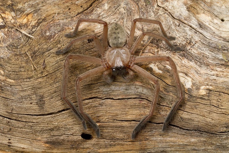 Sparassidae, Delena cancerides, Social Huntsman Spider
