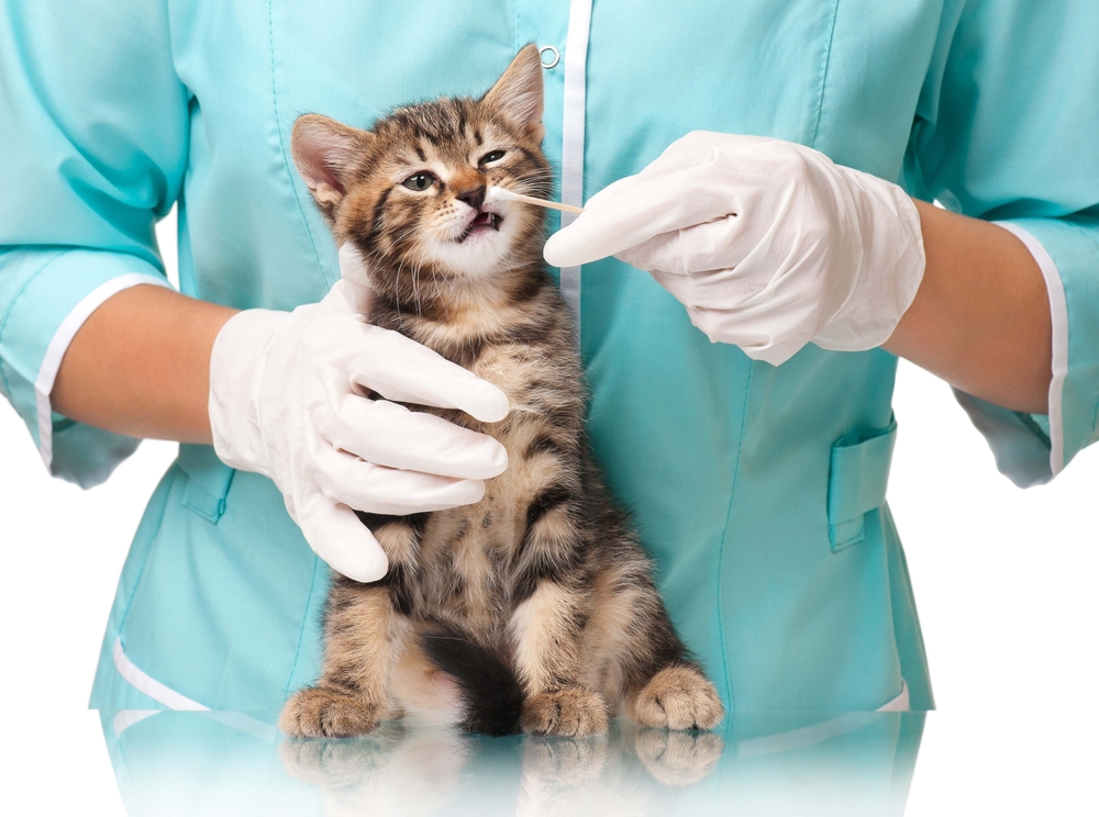 The veterinarian survey of a small kitten(Lubava)S