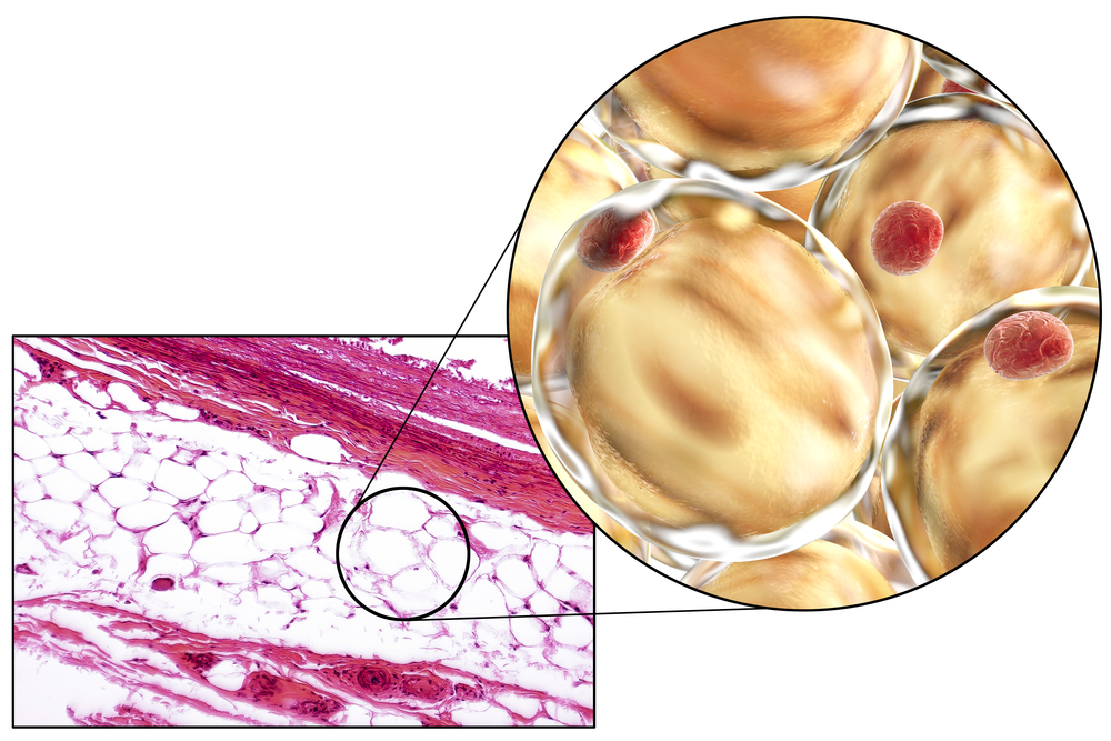 White adipose tissue, light micrograph and 3D illustratio(Kateryna Kon)s