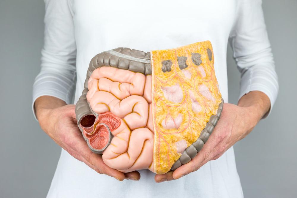 Woman holding model of human intestines in front of body on white background(Ben Schonewille)s