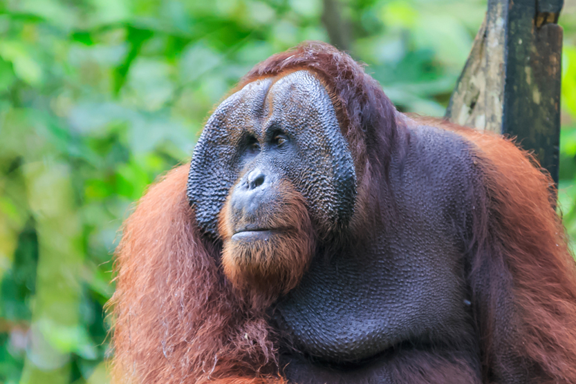 orangutans or pongo pygmaeus is the only asian great found on the island of Borneo and Sumatra(Yusnizam Yusof)s