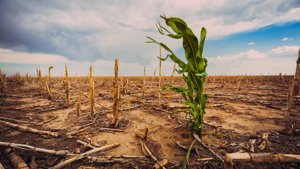 Extreme drought in a cornfield under a hot sun(Scott Book)s