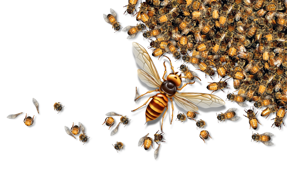 Giant Hornet Predator Attacking Bees as a Murder hornet or Asian giant insect that kills honeybees(Lightspring)S