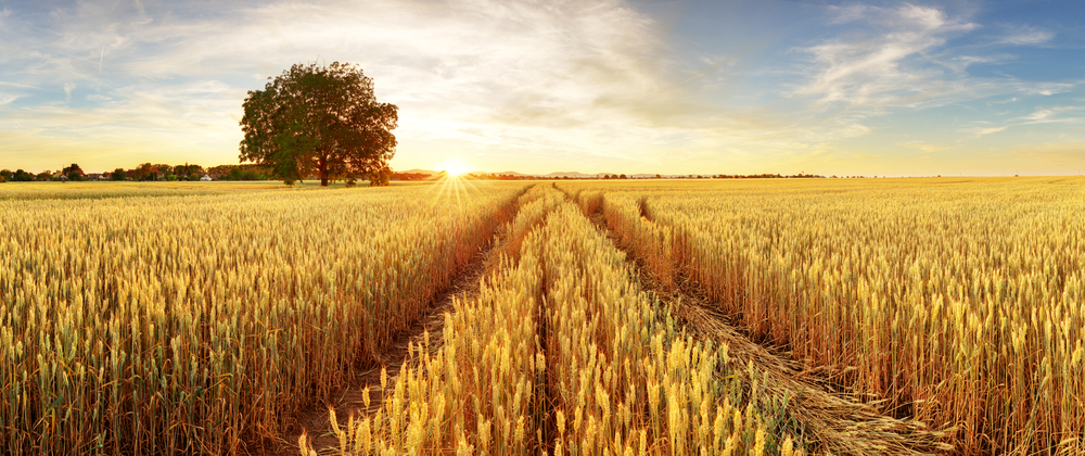 Gold Wheat flied panorama with tree at sunset, rural countryside(TTstudio)S