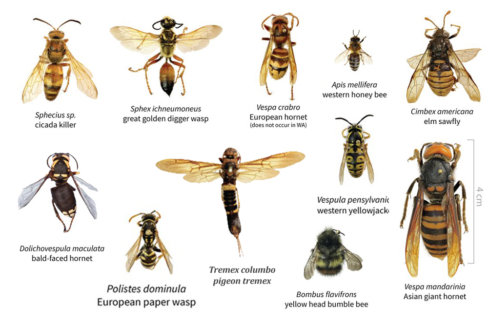Size and appearance of Asian Giant hornet in comparison to other hornet species1
