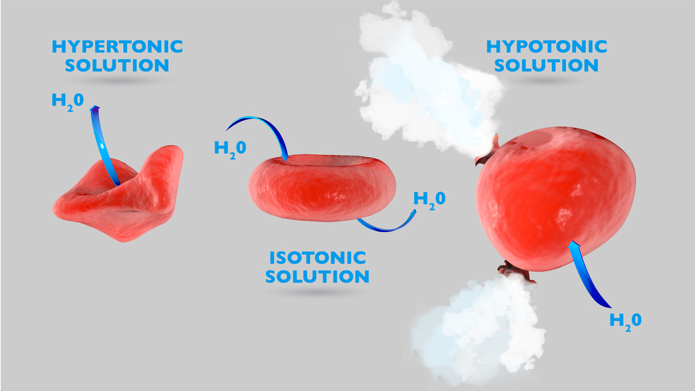 Cell osmosis, cell in isotonic solution, cell in hypertonic solution(Naeblys)s