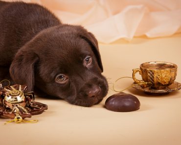 Chocolate brown Labrador retriever puppy dog with tea cup ans sweets on tan background studio photo(Natalia Fedosova)S