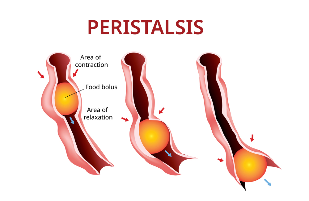Digestion and Peristalsis. Esophagus and stomach to intestine(Akarat Phasura)s