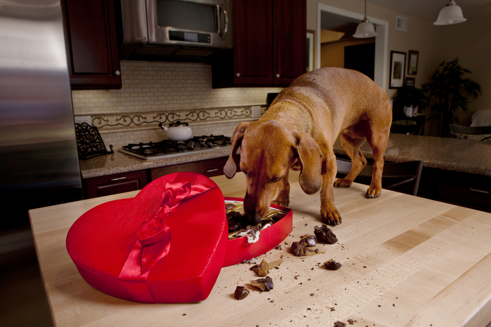 Dog eating chocolates from heart shaped box(Armadillo Stock)S