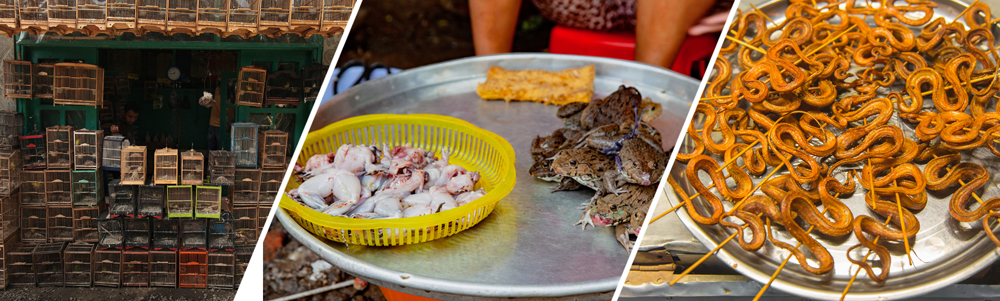 Examples of different species sold in wildlife markets.
