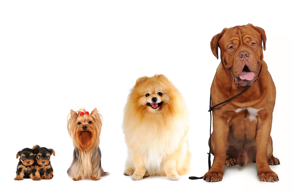 Group of dogs different sizes sit and looking into camera isolated on white. Yorkshire terrier, spitz, bordoss dog(Nataliya Kuznetsova)s