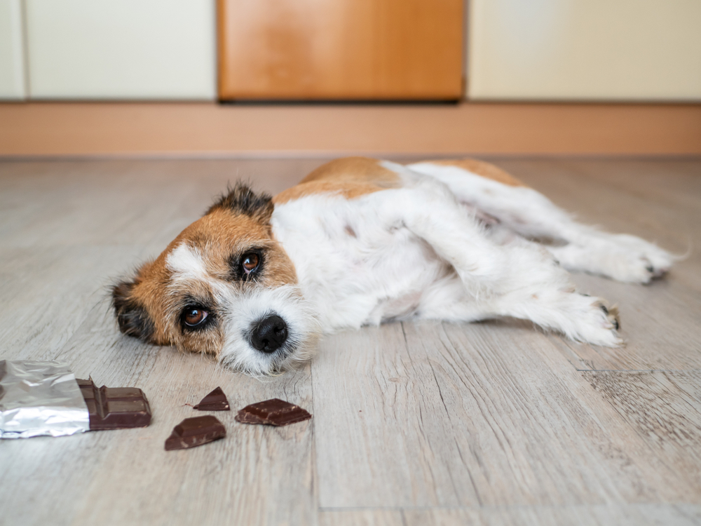 Little terrier dog with chocolate lying on the floor, stomach ache(Sonja Rachbauer)s
