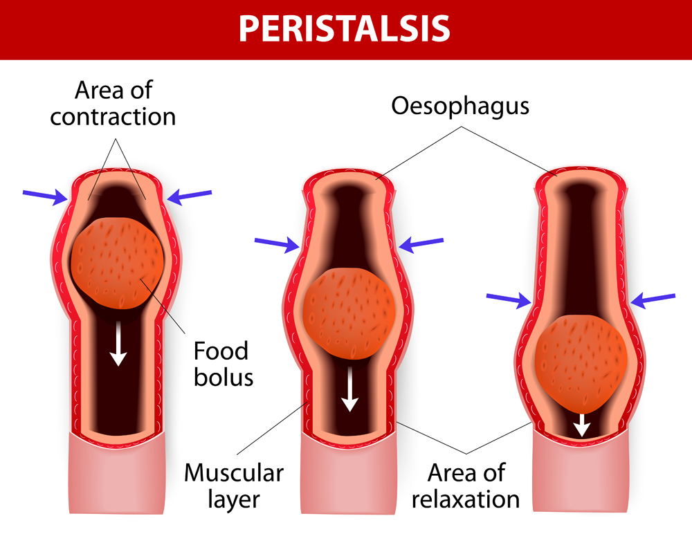 Peristalsis, or wave-like contractions of the muscles in the outer walls of the digestive tract, carries the bolus by the esophagus(Designua)S
