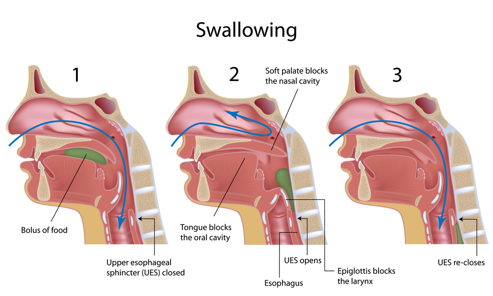 Swallowing process(Alila Medical Media)S