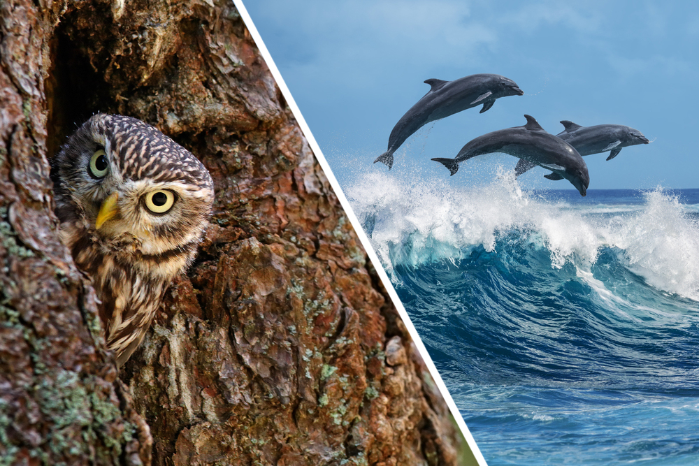 Trees provide homes to birds and the big blue ocean to countless marines species such as dolphins and whales.