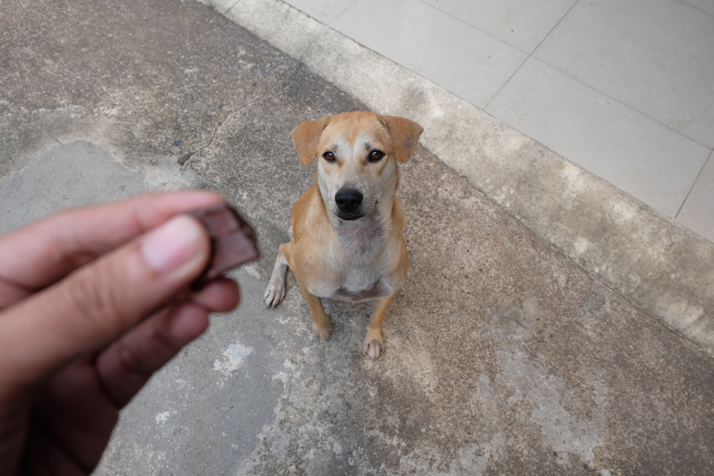 cute dog and chocolate.selective focus(NATA FUANGKAEW)s