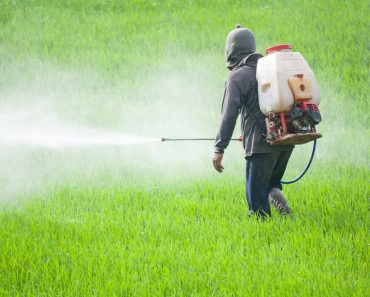 farmer spraying pesticide in the rice field(comzeal images)s