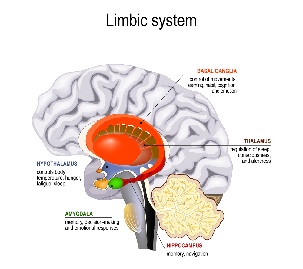limbic system(Designua)s