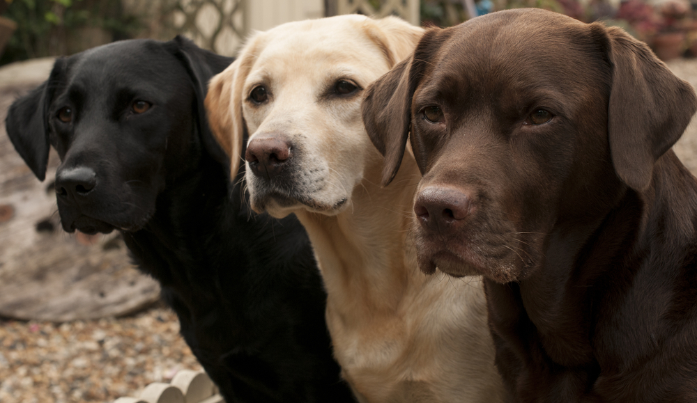 lovely labradors(claire norman)s