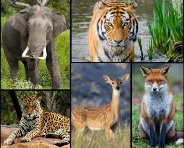 wild animal collage