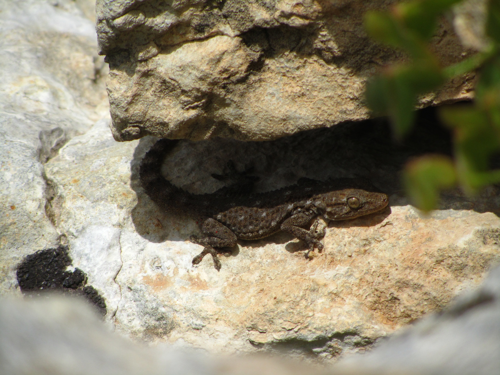 A closeup shot of a moorish gecko clinging under a shade on a rock(Wirestock Images)S